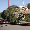 Photos, Video: Slain Tree Carcass Being Dragged To Rock Center For Celebration